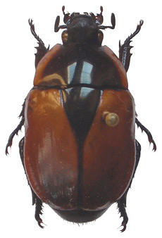 Theuremaripa cayennensis  (Ohaus), 1903