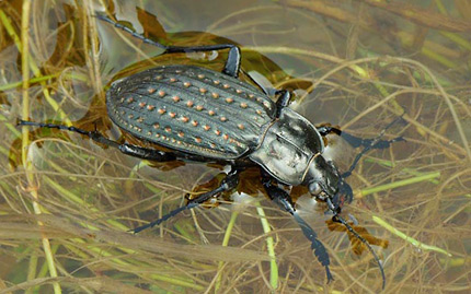 Carabus clathratus arelatensis