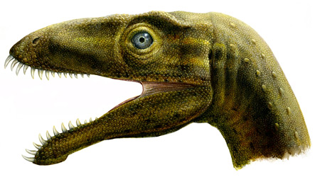 Masakiasaurus knopfleri