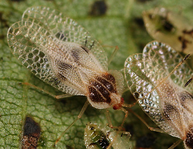 Hemiptera Tingidae Tinginae Corythucha ciliata - le "tigre" du platane