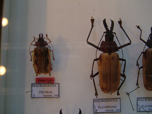 Bourse-Exposition Internationale d'insectes de Juvisy - Septembre 2009 - Longicornes Macrodontia Flavipennis